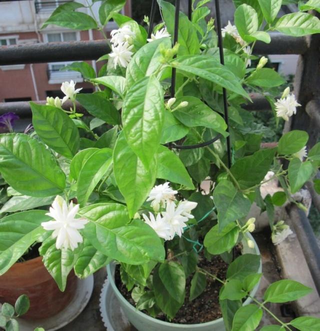 茉莉花的3个特性,养花大咖教你让茉莉花盆栽枝繁叶茂开花多
