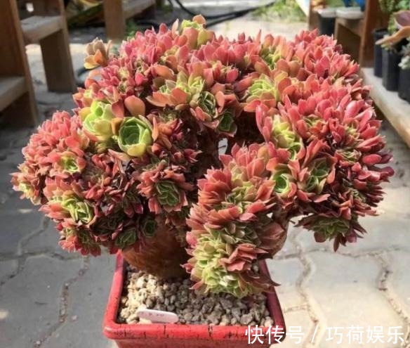 学会给多肉''喷水'',上色容易还好看,1招搞定叶子不着色的难题