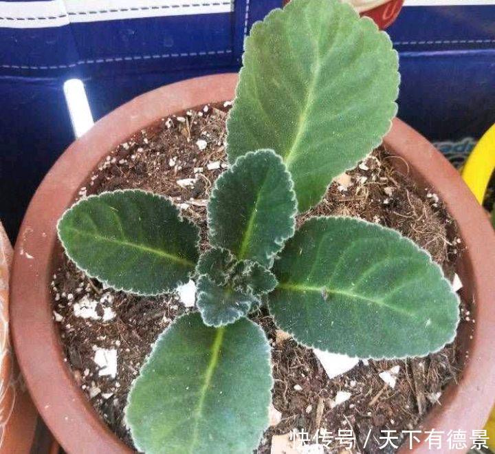 冬天给盆栽浇水,要注意三个方面,花儿更茁壮旺盛美丽