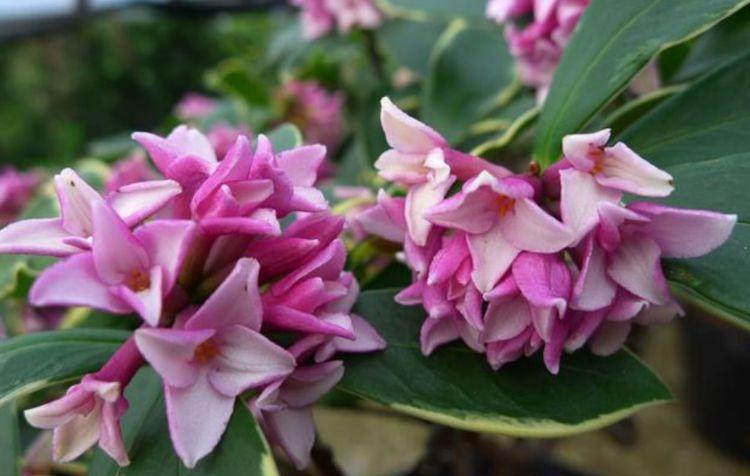 超漂亮的花卉,沾土就活,四季开花不断,阳台变成小花园