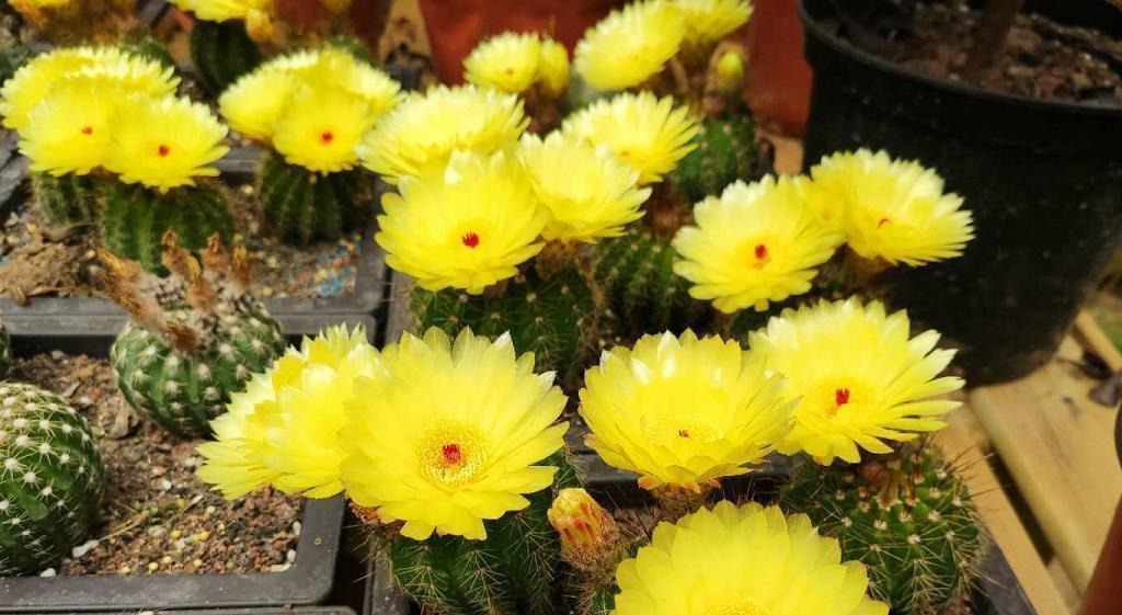 5种“耐旱花”，浇水多了就烂根，特别是冬季，断水才能安稳度过