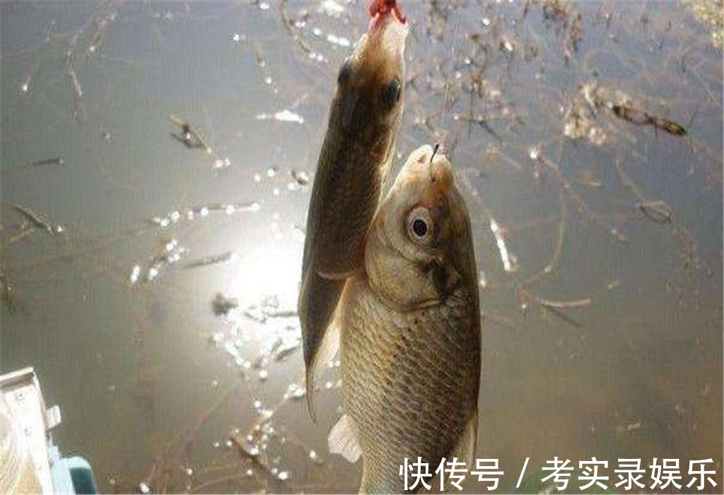 水体|测试水里有没有鱼,这3招就够了,钓鱼前试试看