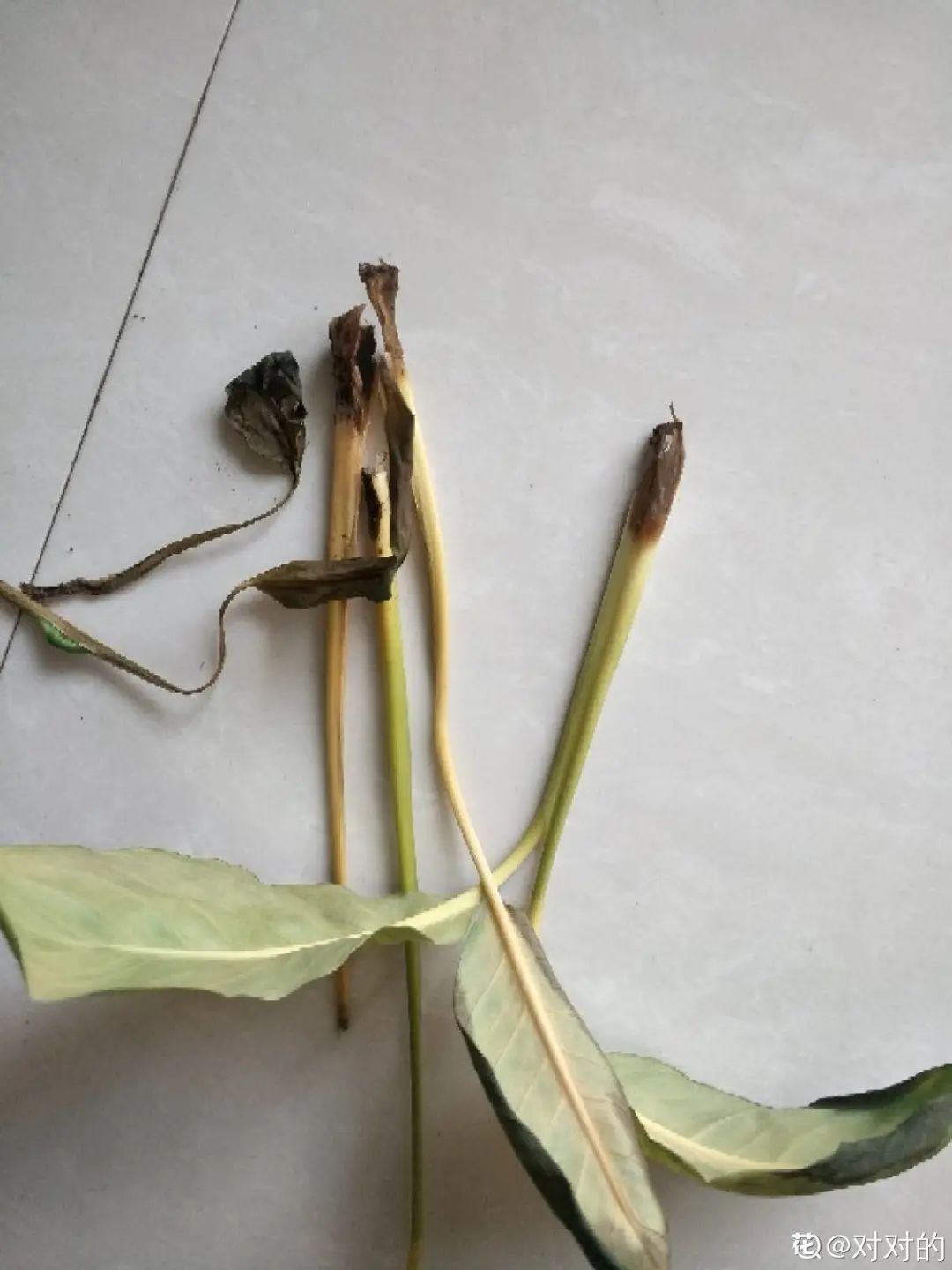 叶片|快住手!这10种植物千万别晒,晒得越多,死得越快!