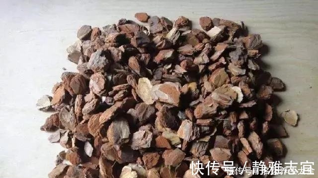 玉米棒|王叔养的君子兰,“壮如牛”,原来用了“老3样”,花大色艳!