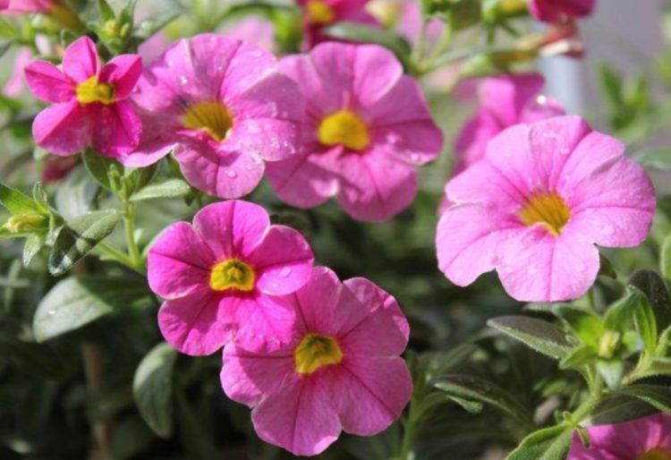 几种花吸甲醛很厉害,养上几盆,室内甲醛没了,生活更舒适!