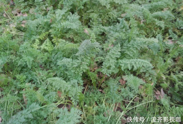 8种“高钙”蔬菜，菠菜不算啥，第一名钙是牛奶3倍，不要错过