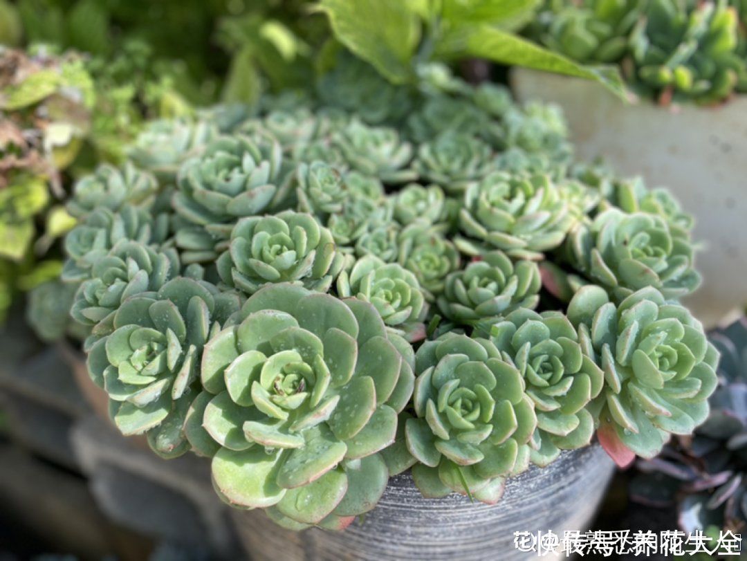 蟹爪兰|立秋后，7种花要“苏醒”，可以放手养了