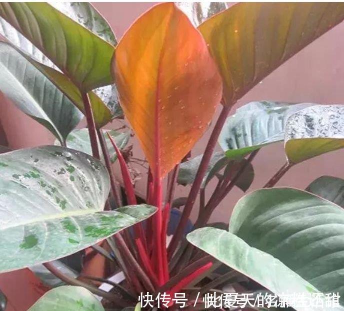 植株|秋天养花,首选4种花,花期长、颜值高,晒晒太阳开花一茬又一茬