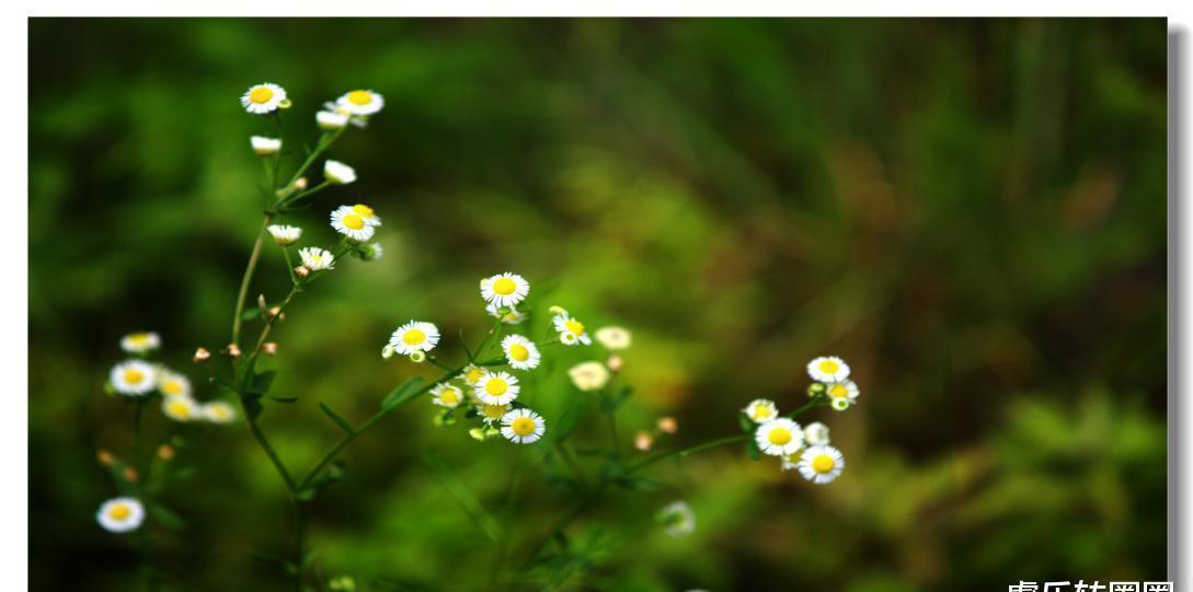 周末|想念那一次周末闲钓