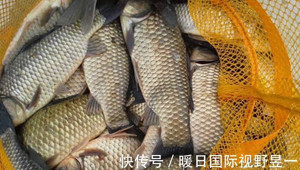 鲫鱼|用“虫饵”野钓鲫鱼，不用担心饵料不到底，用子线夹铅就能搞定！