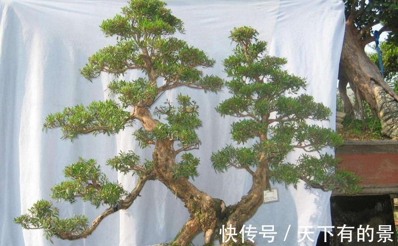 植物盆栽不能随便“瞎修剪”，把握住这些，株型才更有神韵