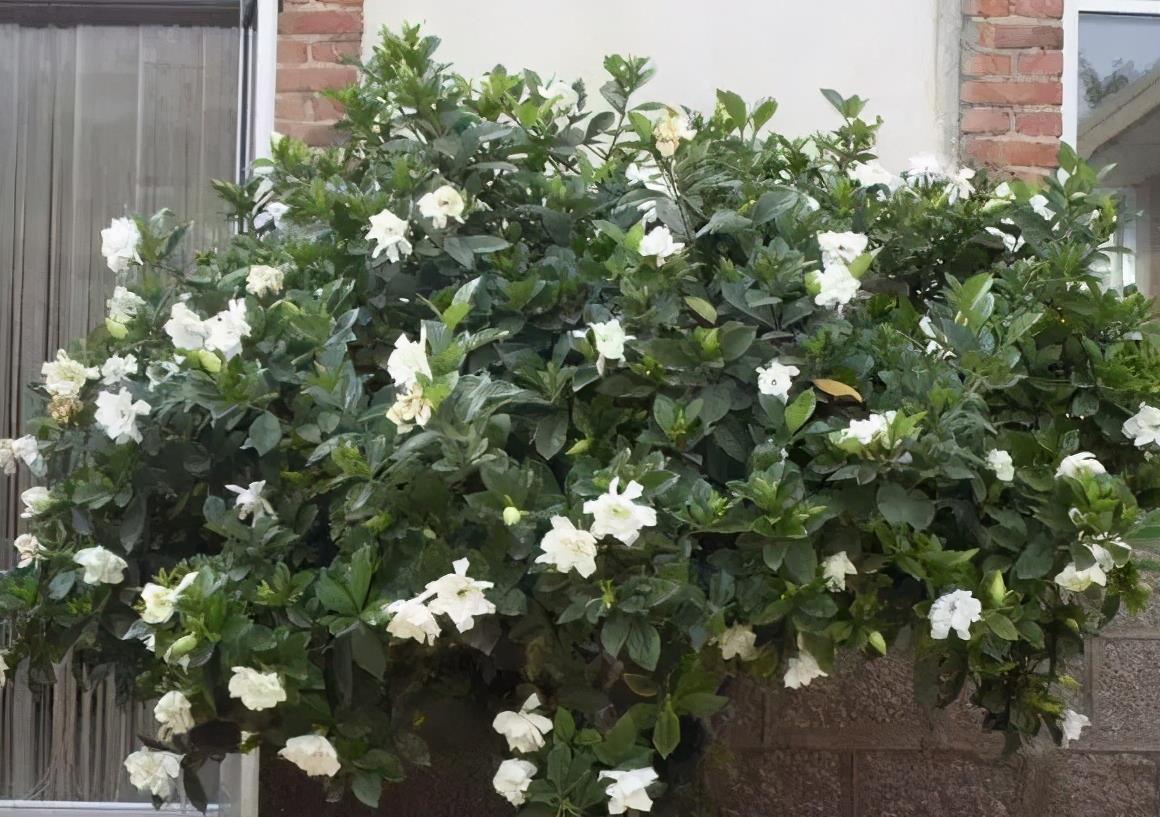 下雨天,这些花快扔出去,淋一淋,呼呼冒新芽,花开一大盆