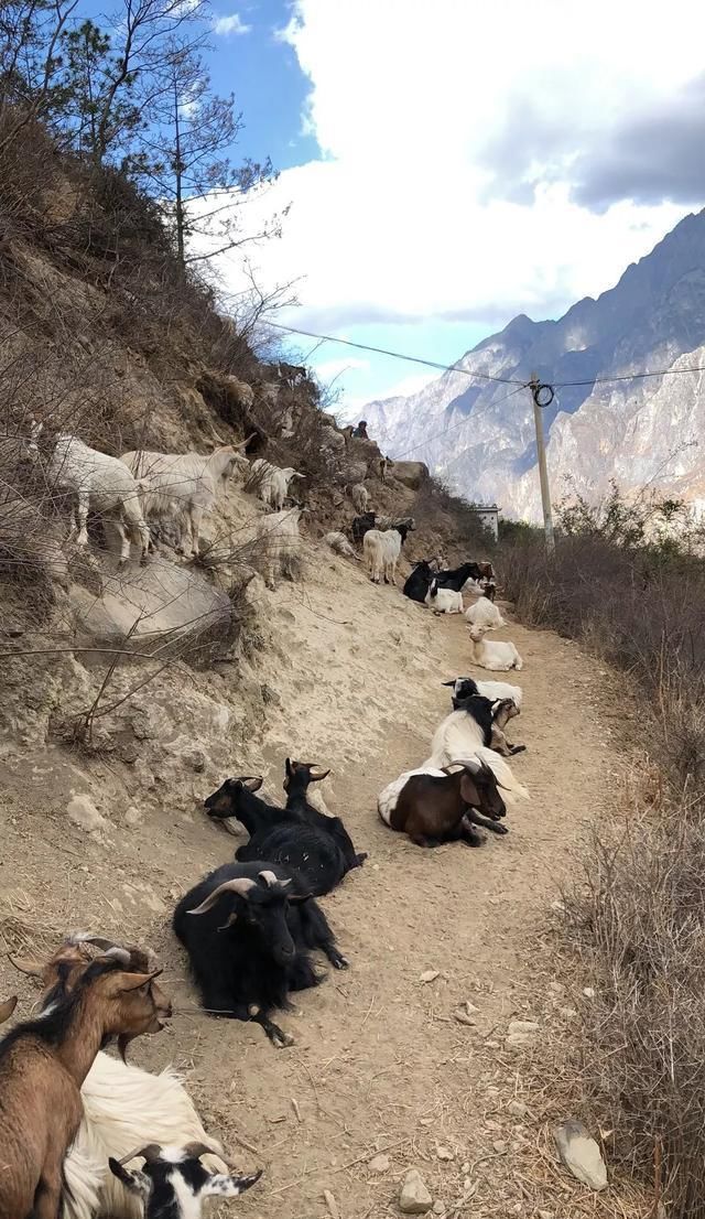 徒步者|徒步虎跳峡丨享誉世界的徒步线路，一生至少要走一次