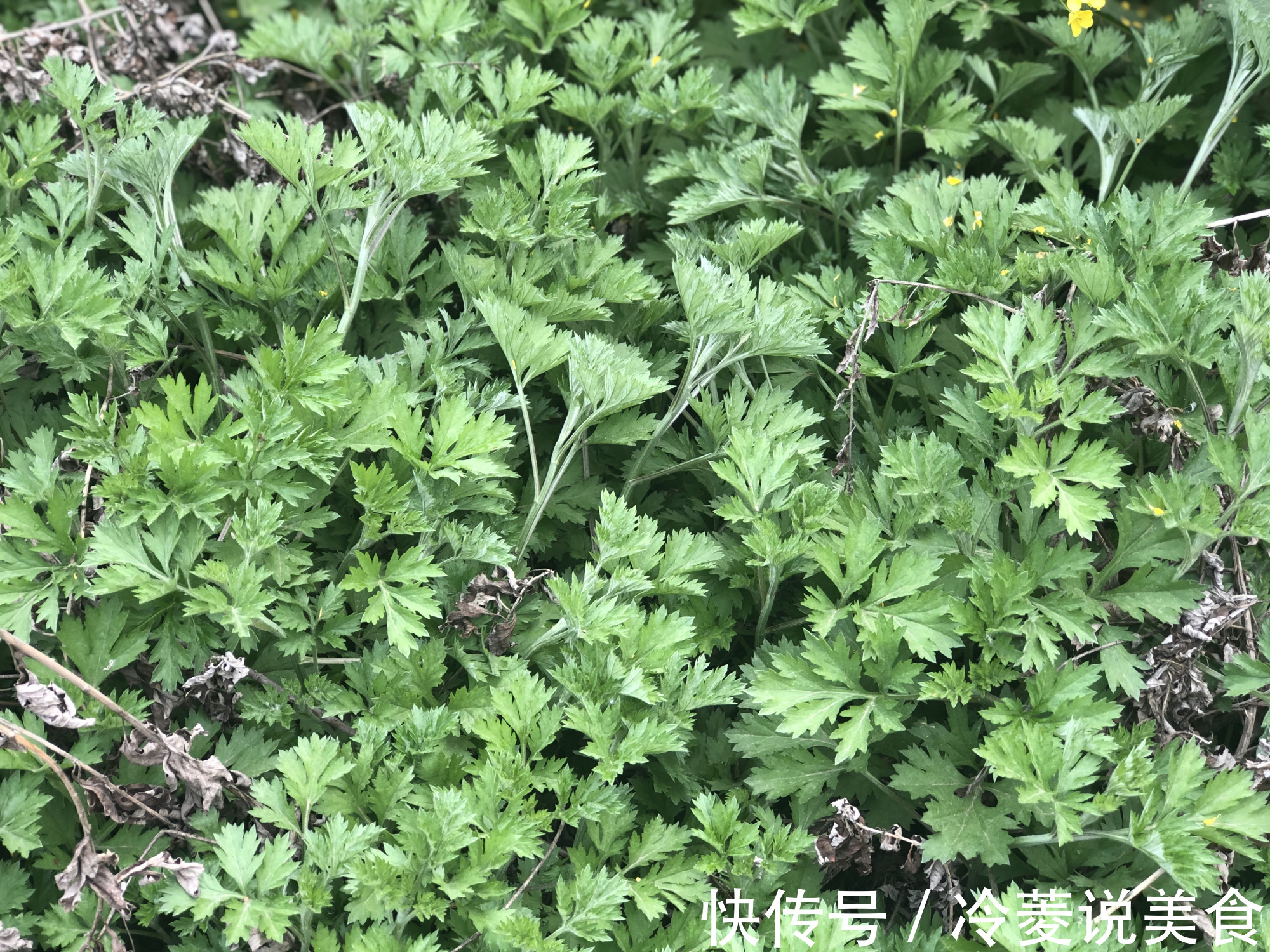 刺儿菜|这8种野菜很常见,但很多人不知道能吃,你认识几种