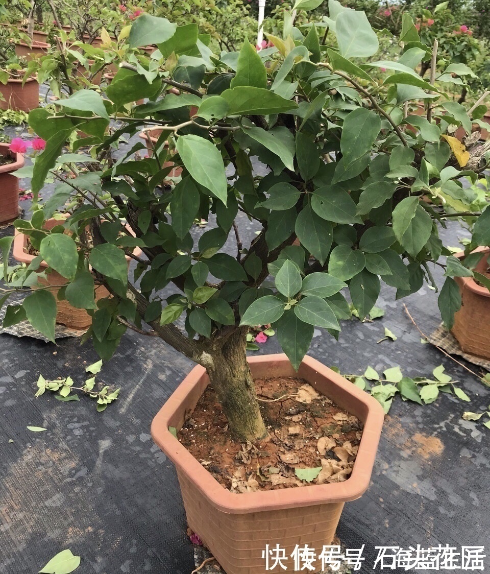 家里有5种花，12月之前要“动剪刀”，舍得剪、花量翻倍