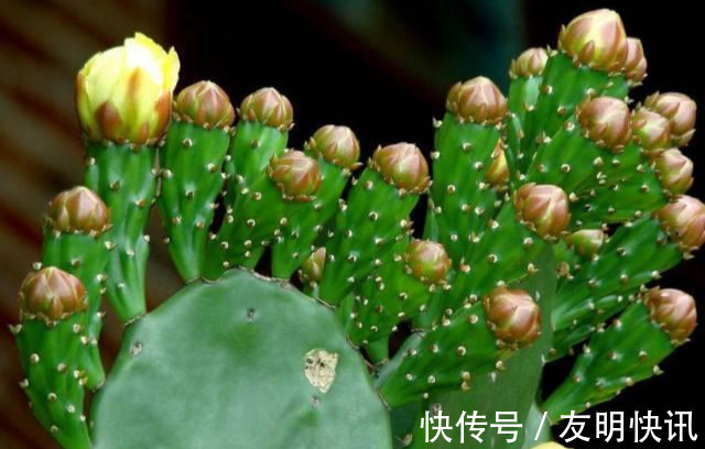 养花技巧醋、橘子皮、小苏打用来养花,好处多!