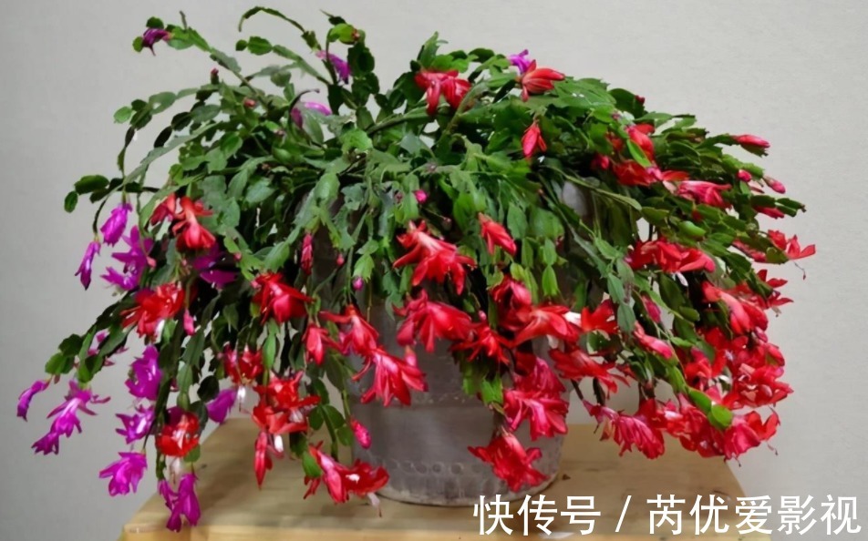 盆栽花谢后就扔掉？太浪费了，这3样“弄一下”年年开花