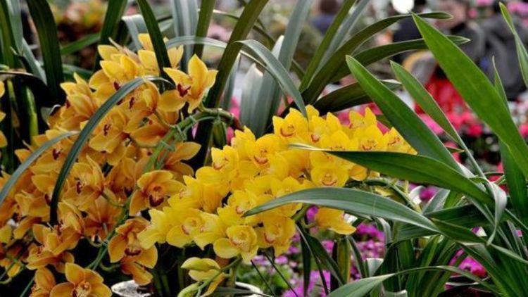 植株|4种寓意好的花,喜庆吉祥好运来,雍容华贵,养护简单!