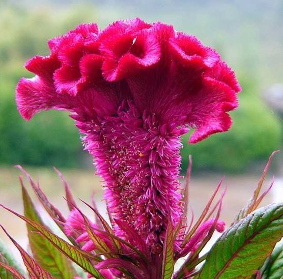 家里阳台必养此款花卉，给水就疯长，开花一簇簇，好养又漂亮