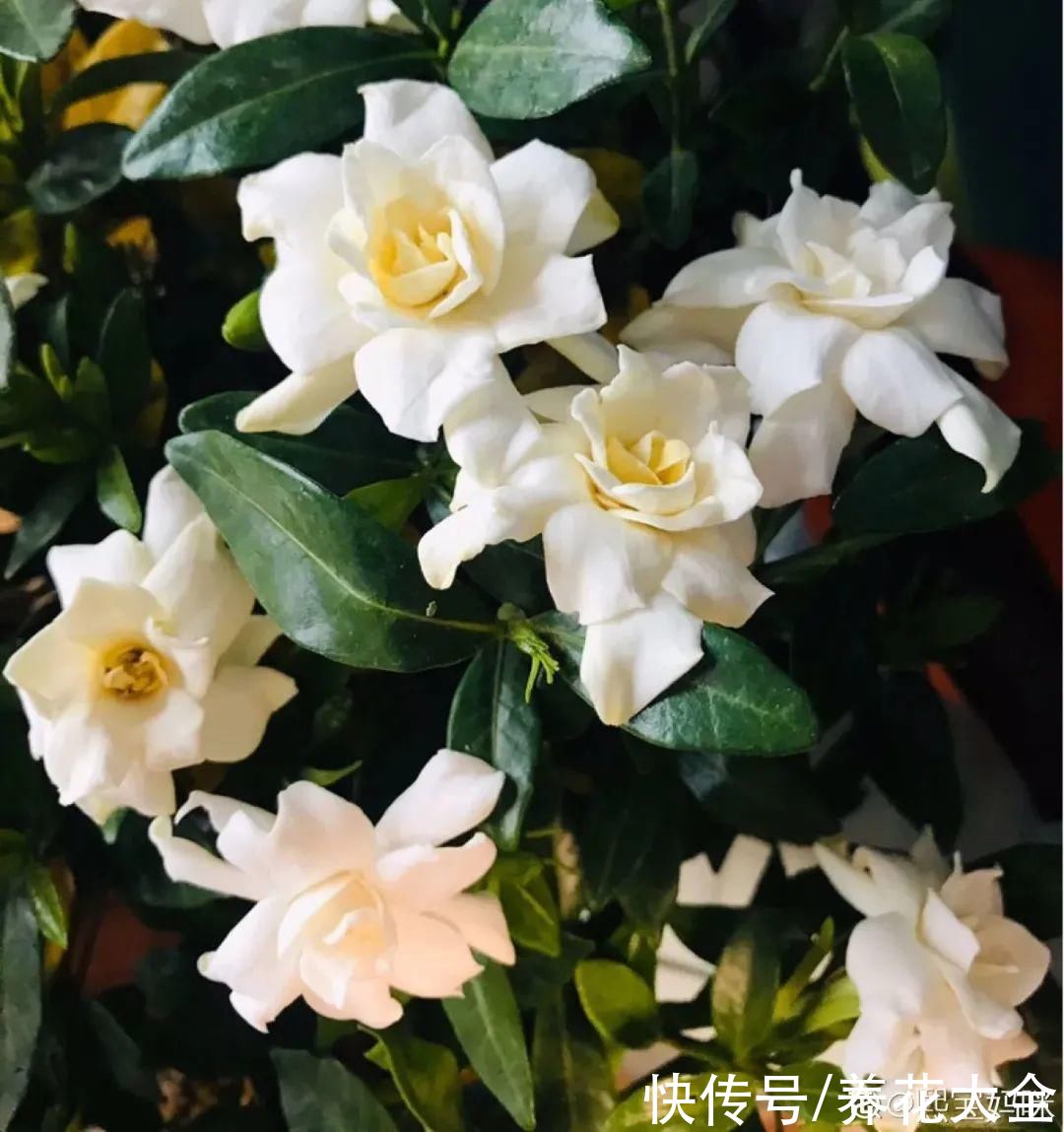 给花浇水掺点白醋,植物根比萝卜还粗,健壮不黄叶