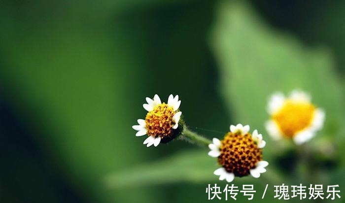 红鸾星动|未来30天，缘分与桃花闯入心头，桃花朵朵开的3大生肖