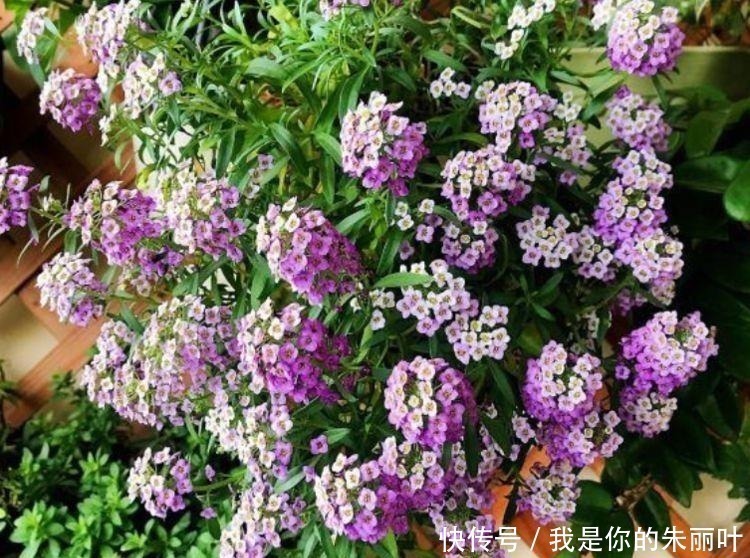 栀子花|5种花是花卉中的佼佼者，花朵一开就是200天，拦都拦不住