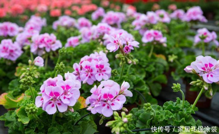 阳台想要变成“花海洋”，养5种花，不仅价格低，而且好养活