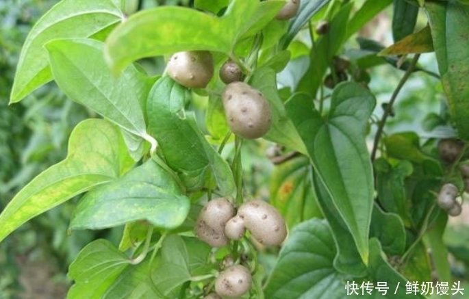 冬季常吃此菜，大肚腩不见了，皮肤细腻光滑，面色红润有光泽