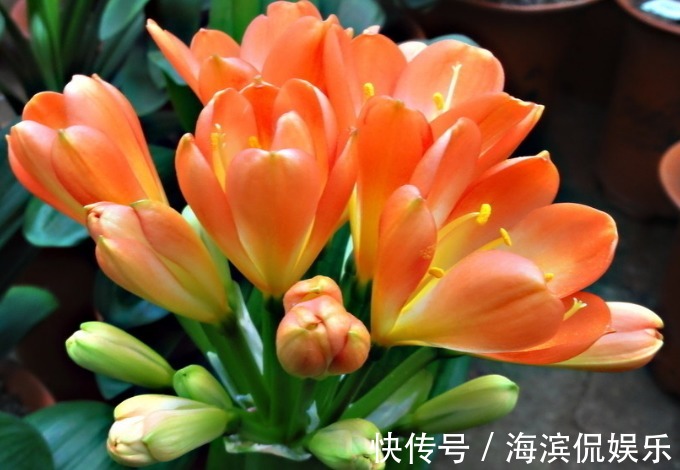 新手养君子兰,浇水记住“1句话”,不怕烂根,叶片更绿