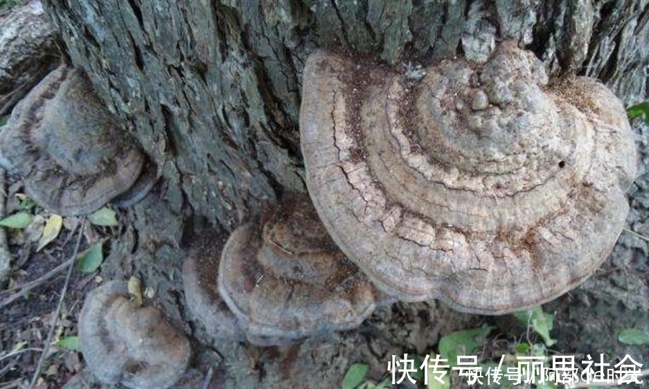 灵芝茶|这种野生真菌生长在枯木上，看到别当柴火烧了，药用价值极高