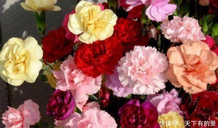 适合新手养的4种花,沾土就能活,开花漂亮,绚丽多彩