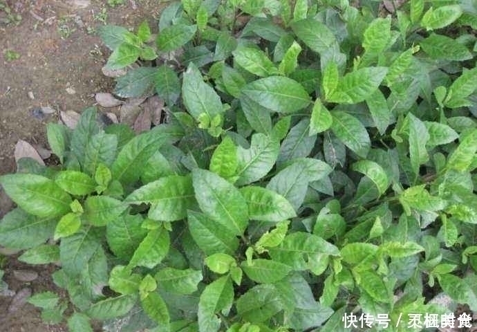 回家|提个醒:农村路边若见此野菜,随手摘点带回家,好处不请自来
