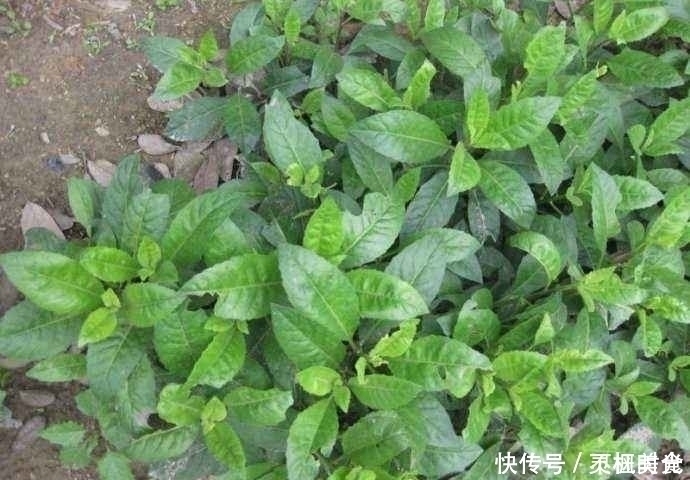 回家|提个醒：农村路边若见此野菜，随手摘点带回家，好处不请自来