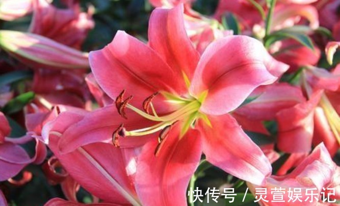 长寿花|4种“富贵花”,开花漂亮上档次,幸福满满来,财运福运喜运来!