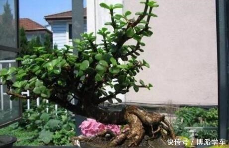 家里养上“3种花”,寓意吉祥,观赏价值高,比发财树强10倍!