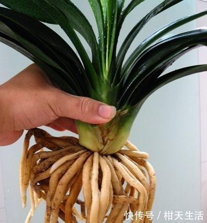 君子兰君子兰|君子兰不开花还总是烂根教你一招,君子兰从此长不停