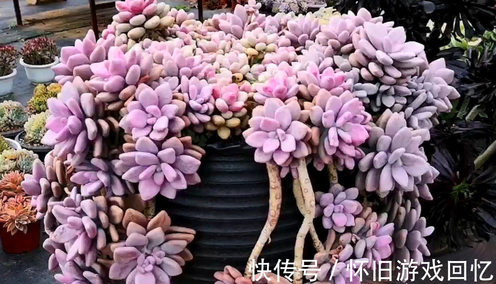 把多肉植物老桩养成艺术品,让你感受不一样的美