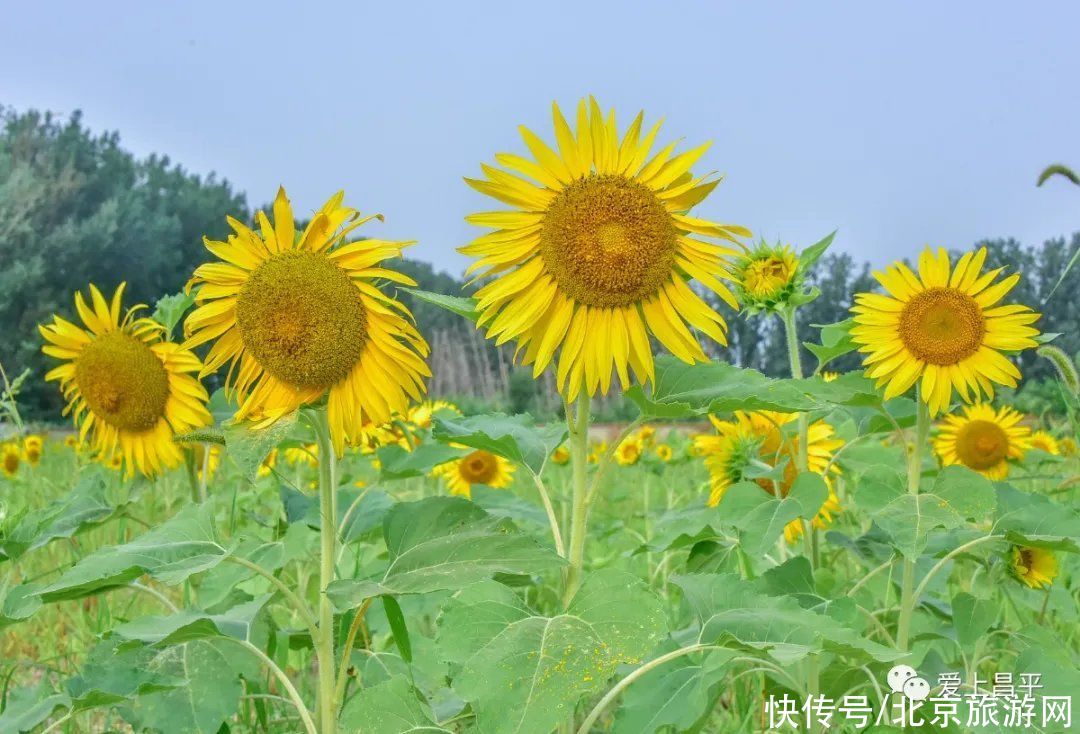 花海|昌平金色花海初盛开，云赏美醉乡村的向日葵