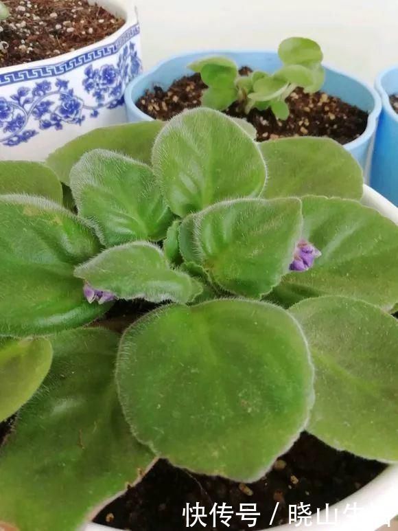 繁殖|5种花现在插土里,下个月就开花,再热也不怕,别错过了