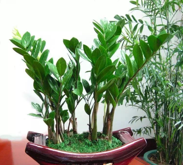 金枝玉叶|命里“多金”的5种花,寓意好又贵气,家里养一盆,带来好运气