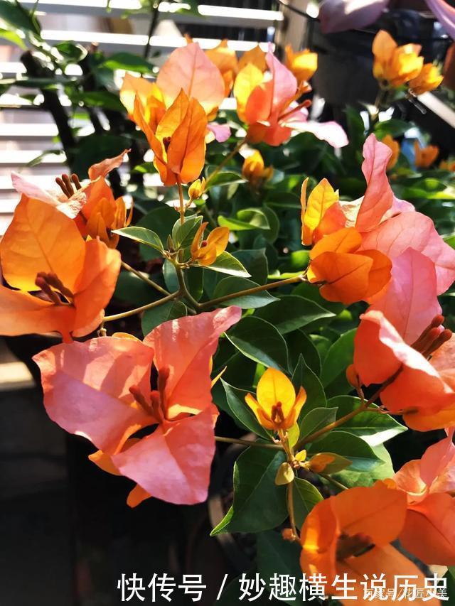 三角梅|45种三角梅品种,红、橙、黄、绿、白、紫,每一种都很好看!