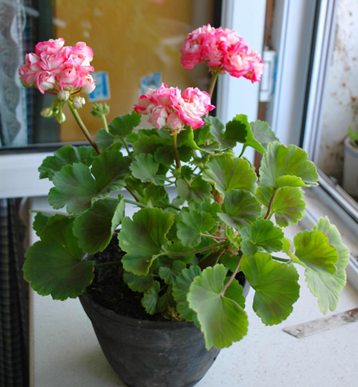 6种易爆盆的花，有哪些妙招，养护过程要注意什么？