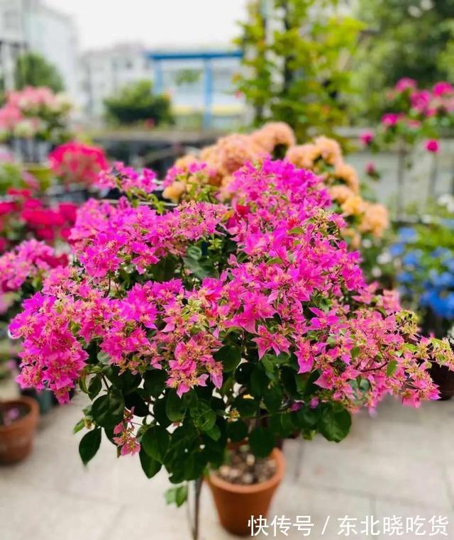 三角梅不发新枝开花少,“喂个小药片”,株型庞大,开花多