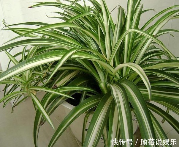 养殖|吊兰可是一个大家族，4个常见品种，能观叶能赏花！