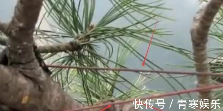 舍利|白骨森森,的舍利松树盆景图解,10图10个步骤,为大家解惑