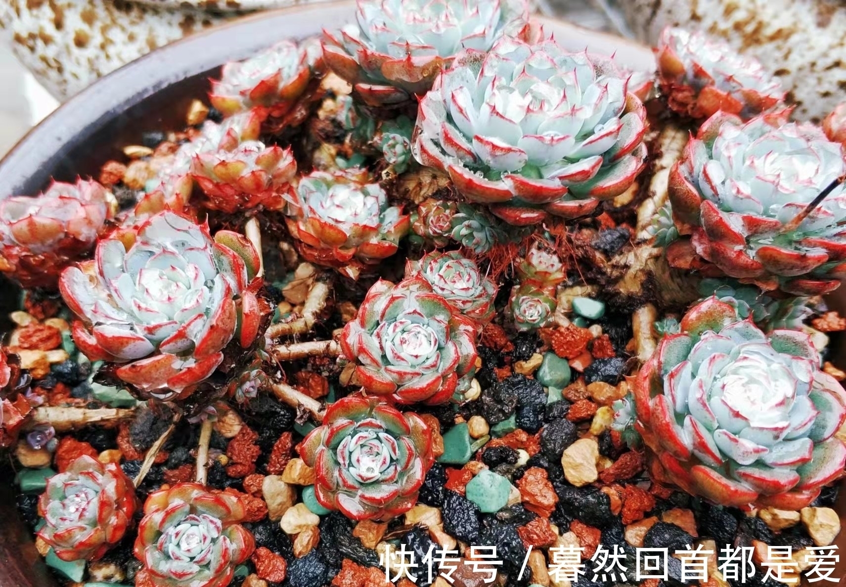 买的多肉专用土不透水?可能是假的,还不如跟老肉友学习自己配土