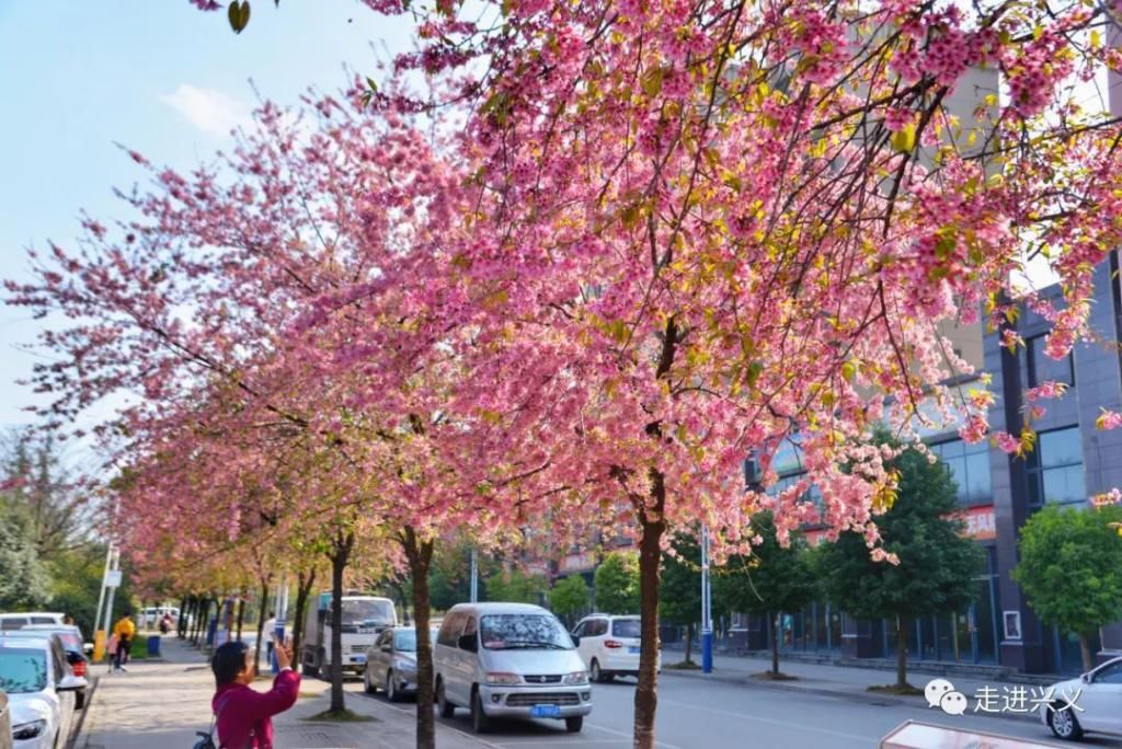 春节去哪儿玩？兴义三大赏花圣地来了，你最想去哪里？