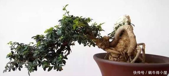 3种花越养越旺,养成老桩盆景更值钱,摆在家里惬意美好!