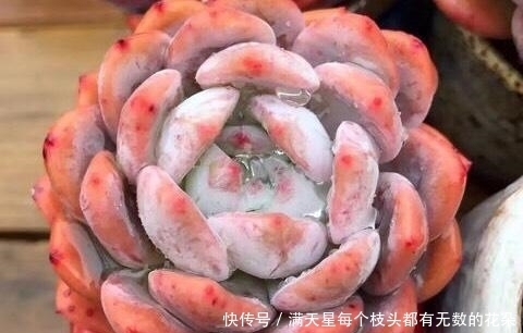 适合新手养护的4款经典多肉,便宜好养易上色,花友几乎都养过