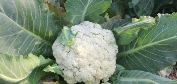 慢性|花菜的“死对头”,放在一起吃的话,相当于慢性中毒,以后要避免